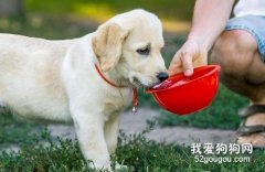 <b>狗为什么不能用塑料碗喝水 容易出现黑下巴</b>