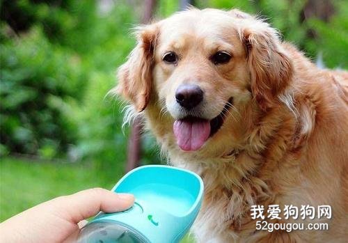 狗为什么不能用塑料碗喝水 容易出现黑下巴