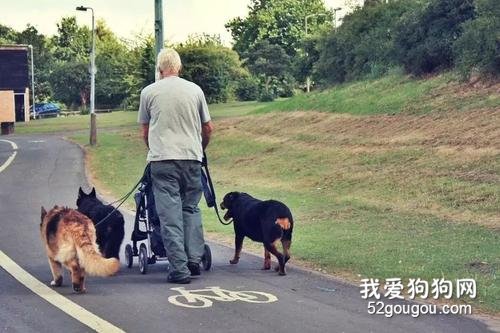 老年人饲养宠物狗需要注意什么？