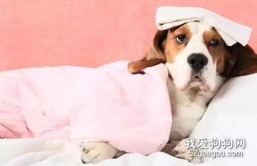 生病的宠物狗要如何护理？