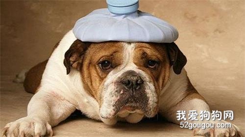 生病的宠物狗要如何护理？
