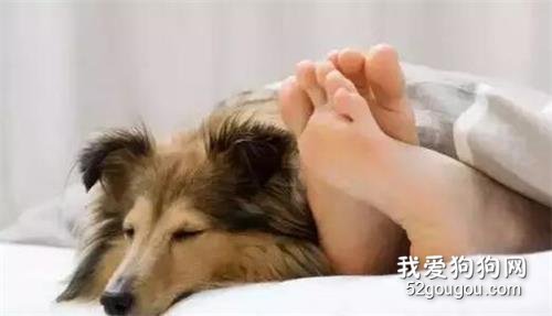 和狗狗一起睡，要注意些什么？