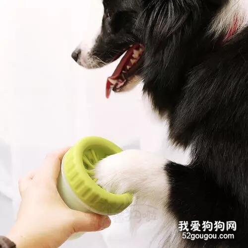 和狗狗一起睡，要注意些什么？