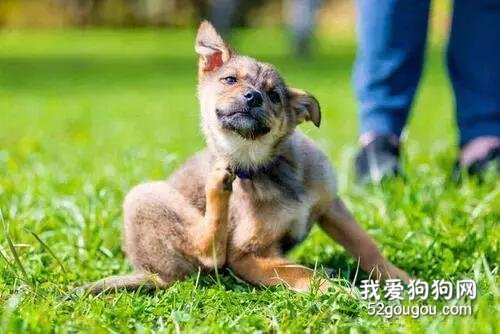 和狗狗一起睡，要注意些什么？
