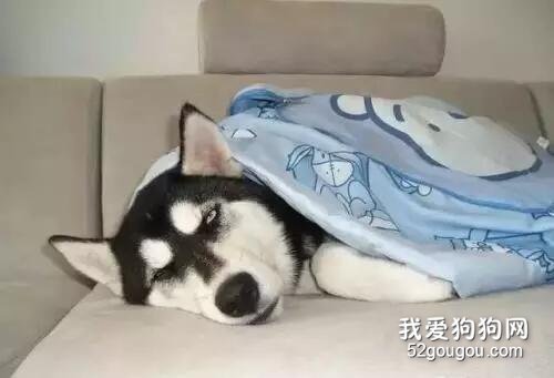 和狗狗一起睡，要注意些什么？