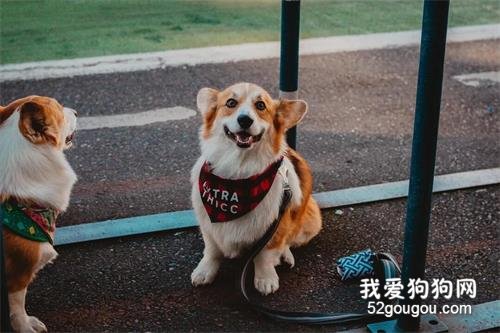 幼犬杀手可能就潜伏在你家周围，千万不可忽视……