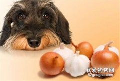 <b>为什么洋葱和大蒜，狗狗不能吃？</b>