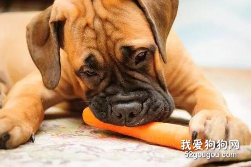 为什么洋葱和大蒜，狗狗不能吃？