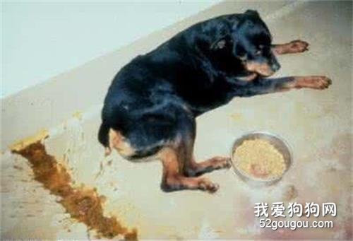 宠物狗得了细小病毒怎么办?