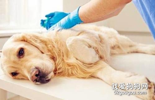宠物狗得了细小病毒怎么办?
