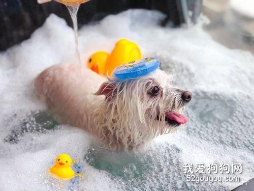 宠物狗美容技巧,狗狗美容护理步骤