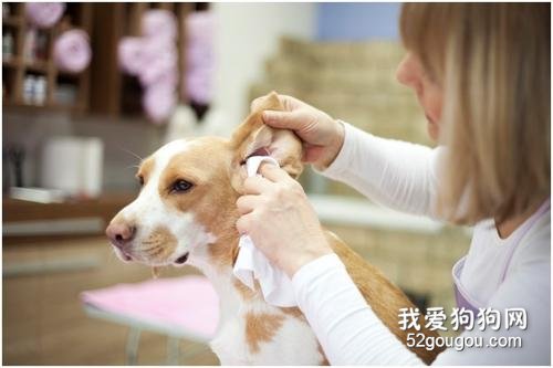 宠物狗牙齿、耳朵和牙齿的清理方法