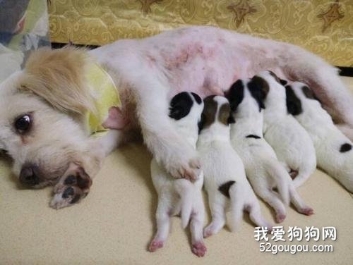 狗狗的孕期及其产期的照顾方法
