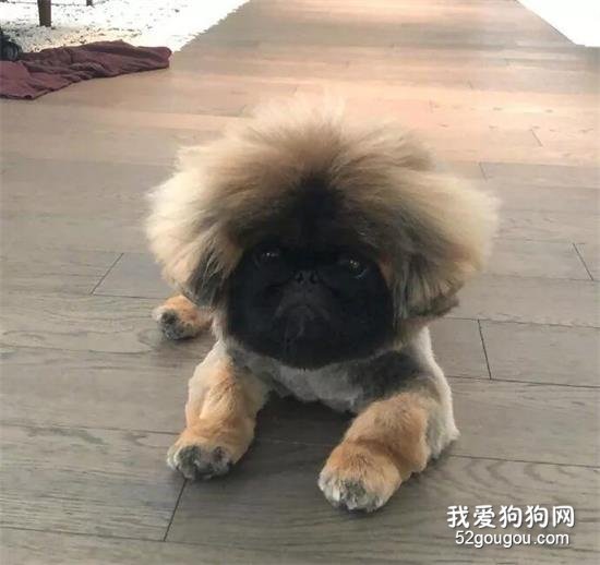京巴美图,京巴萌照,京巴摄影,京巴图片