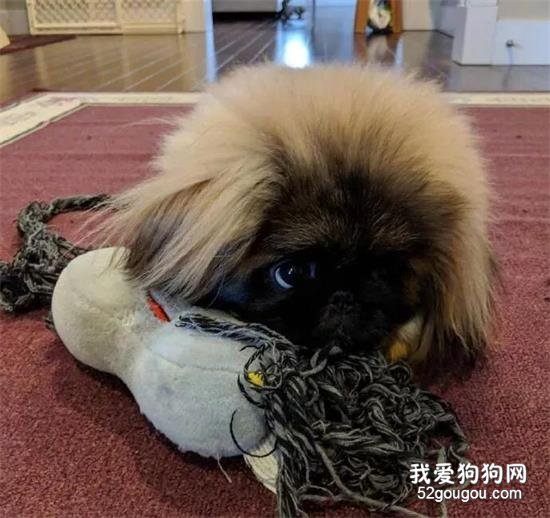 京巴美图,京巴萌照,京巴摄影,京巴图片