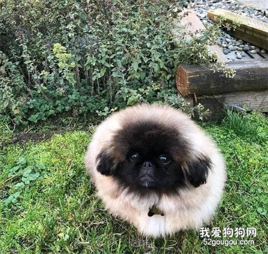京巴美图,京巴萌照,京巴摄影,京巴图片