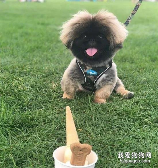 京巴美图,京巴萌照,京巴摄影,京巴图片