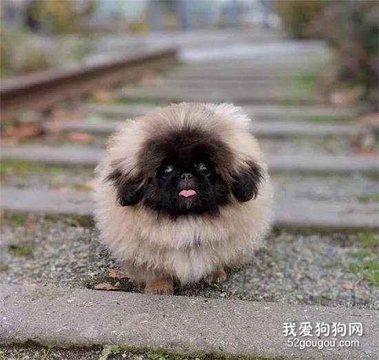 京巴美图,京巴萌照,京巴摄影,京巴图片