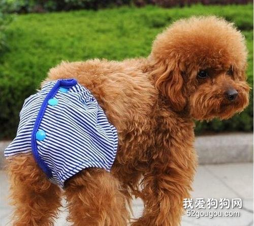 母狗来月经怎么办? 不要慌教你几招护理方法