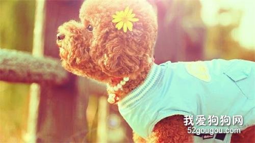 母狗来月经怎么办? 不要慌教你几招护理方法