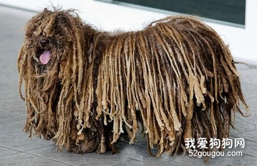 波利犬被毛的护理方法