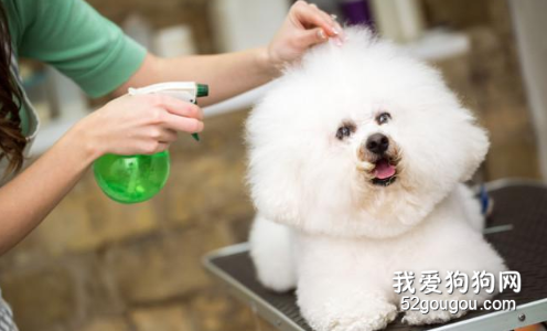 如何去除宠物狗身上的跳蚤?