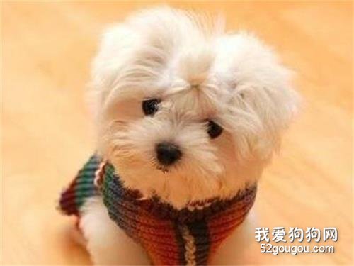 如何去除宠物狗身上的跳蚤?