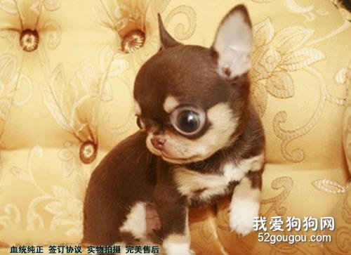 狗狗身上有很多的皮屑怎么办？