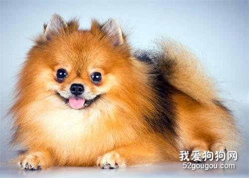 狗狗身上有很多的皮屑怎么办？