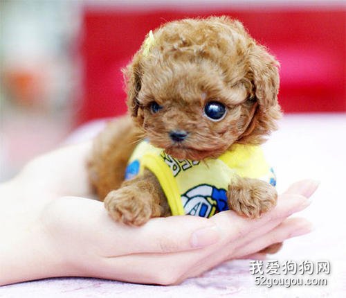 如何给茶杯犬做美容护理 茶杯犬美容护理知识