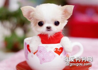如何给茶杯犬做美容护理 茶杯犬美容护理知识