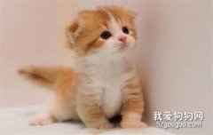 <b>宠物猫为什么会得湿疹，猫得了湿疹还能治好吗？</b>