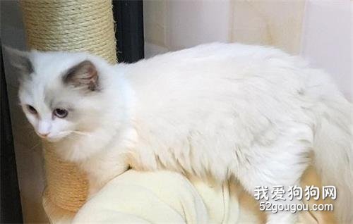 宠物猫为什么会得湿疹，猫得了湿疹还能治好吗？