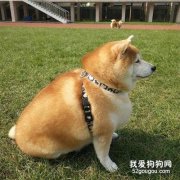 <b>这只狗此生唯一的愿望是当一回瘦子......</b>