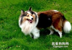 <b>饲养苏格兰牧羊犬应该注意什么?</b>