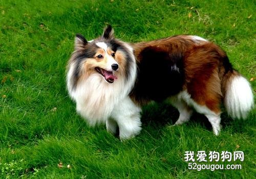 饲养苏格兰牧羊犬应该注意什么?