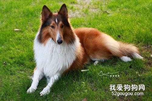 饲养苏格兰牧羊犬应该注意什么?