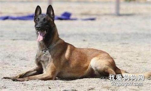 马犬身上臭味很重是什么原因导致的？