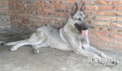 <b>饲养狼青犬要注意哪几点？</b>