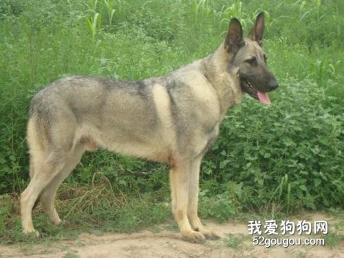 饲养狼青犬要注意哪几点？