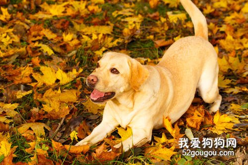 秋季养狗，注意这5点，才能让狗狗健康成长