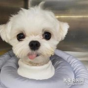 <b>马尔济斯犬饲养知识</b>