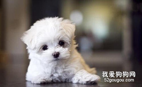 马尔济斯犬饲养知识