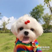 <b>马尔济斯犬饮食需要注意什么</b>