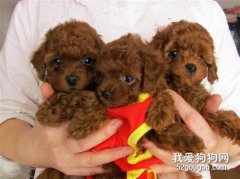 <b>泰迪犬幼犬如何喂养?</b>