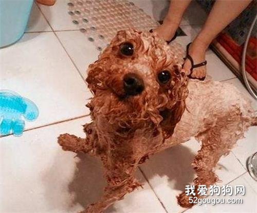 泰迪犬多久洗一次澡？