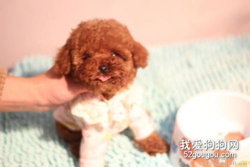 泰迪犬外耳炎是怎么回事？