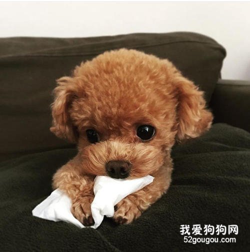 泰迪犬吐黄水怎么回事？