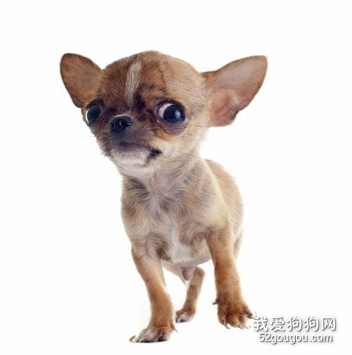 饲喂养吉娃娃犬要点