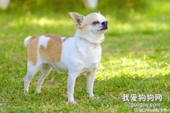 <b>领吉娃娃犬出门前应该注意些什么？</b>